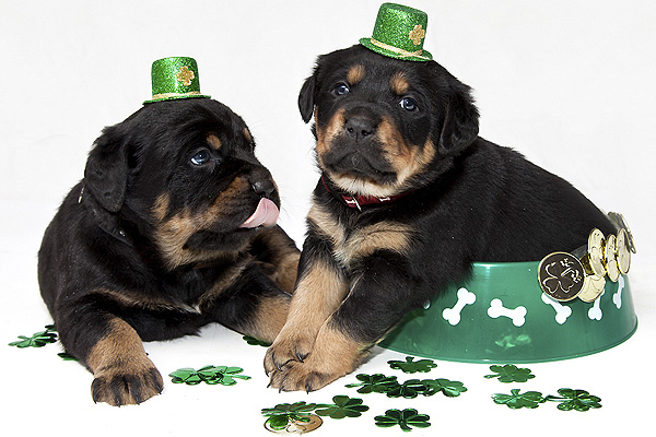 March Puppies